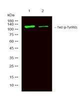 Tie-2 (phospho Tyr992) Polyclonal Antibody