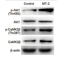 Akt1 (phospho Thr450) Polyclonal Antibody