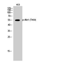 Akt1 (phospho Thr450) Polyclonal Antibody