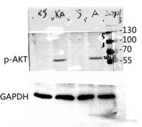 Akt1 (phospho Thr450) Polyclonal Antibody