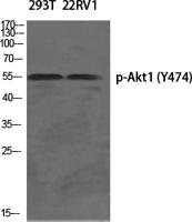 Akt1 (phospho Tyr474) Polyclonal Antibody