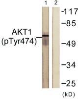 Akt1 (phospho Tyr474) Polyclonal Antibody