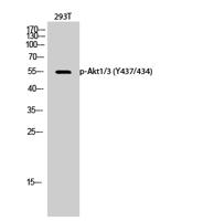 Akt1/3 (phospho Tyr437/434) Polyclonal Antibody