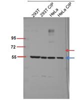 Akt1/3 (phospho Tyr437/434) Polyclonal Antibody