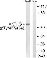 Akt1/3 (phospho Tyr437/434) Polyclonal Antibody