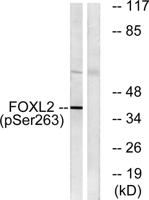 FoxL2 (phospho Ser263) Polyclonal Antibody