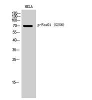 FoxO1 (phospho Ser256) Polyclonal Antibody