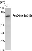 FoxO1 (phospho Ser319) Polyclonal Antibody