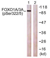 FoxO1/3 (phospho Ser322/S325) Polyclonal Antibody