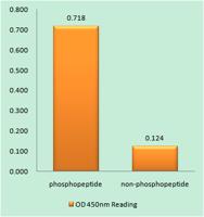 FoxO4 (phospho Ser262) Polyclonal Antibody