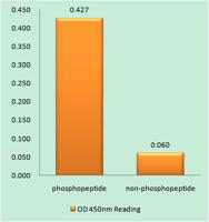 FoxO4 (phospho Thr451) Polyclonal Antibody