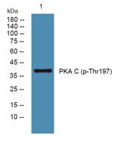 PKAα/β/γ cat (phospho Thr197) Polyclonal Antibody