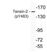 Tensin-2 (phospho Tyr483) Polyclonal Antibody