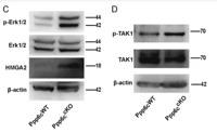 Tak1 (phospho Thr187) Polyclonal Antibody