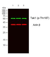 Tak1 (phospho Thr187) Polyclonal Antibody