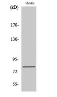 Tau (phospho Ser235) Polyclonal Antibody