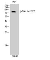 Tau (phospho Ser673) Polyclonal Antibody