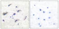 Tau (phospho Ser673) Polyclonal Antibody