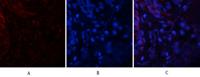 Tau (phospho Ser396) Polyclonal Antibody