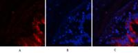 Tau (phospho Ser396) Polyclonal Antibody