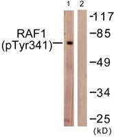 Raf-1 (phospho Tyr341) Polyclonal Antibody