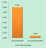 Rb (phospho Ser811) Polyclonal Antibody