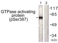 Rac GAP1 (phospho Ser387) Polyclonal Antibody