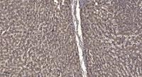 Rad17 (phospho Ser646) Polyclonal Antibody