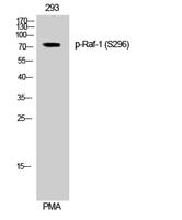 Raf-1 (phospho Ser296) Polyclonal Antibody