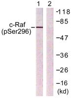 Raf-1 (phospho Ser296) Polyclonal Antibody