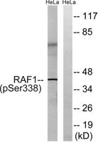 Raf-1 (phospho Ser338) Polyclonal Antibody