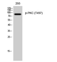 PKC (phospho Thr497) Polyclonal Antibody