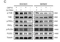 PKC (phospho Thr497) Polyclonal Antibody