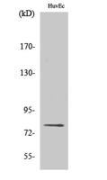 PKC δ (phospho Ser645) Polyclonal Antibody