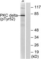 PKC δ (phospho Tyr52) Polyclonal Antibody