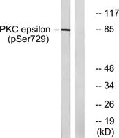 PKC ε (phospho Ser729) Polyclonal Antibody