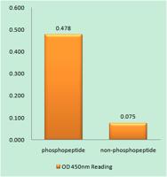 PKC ζ (phospho Thr560) Polyclonal Antibody