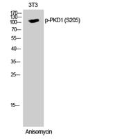 PKD1 (phospho Ser205) Polyclonal Antibody