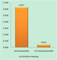 PKD1 (phospho Ser205) Polyclonal Antibody