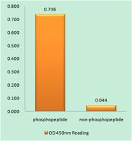 PKD1 (phospho Ser910) Polyclonal Antibody