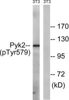 PYK2 (phospho Tyr579) Polyclonal Antibody