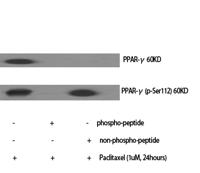 PPAR-γ (phospho Ser112) Polyclonal Antibody