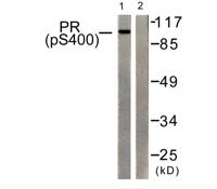 PR (phospho Ser400) Polyclonal Antibody