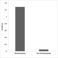 Pragmin (phospho Tyr413) Polyclonal Antibody