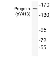 Pragmin (phospho Tyr413) Polyclonal Antibody