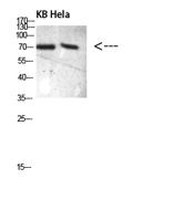 PRC1(Phospho Thr481)Polyclonal Antibody