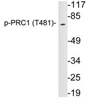 PRC1(Phospho Thr481)Polyclonal Antibody