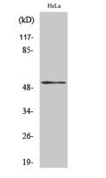 PTEN (phospho Ser370) Polyclonal Antibody