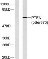 PTEN (phospho Ser370) Polyclonal Antibody