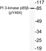 PI 3 kinase p85β (phospho Tyr464) Polyclonal Antibody